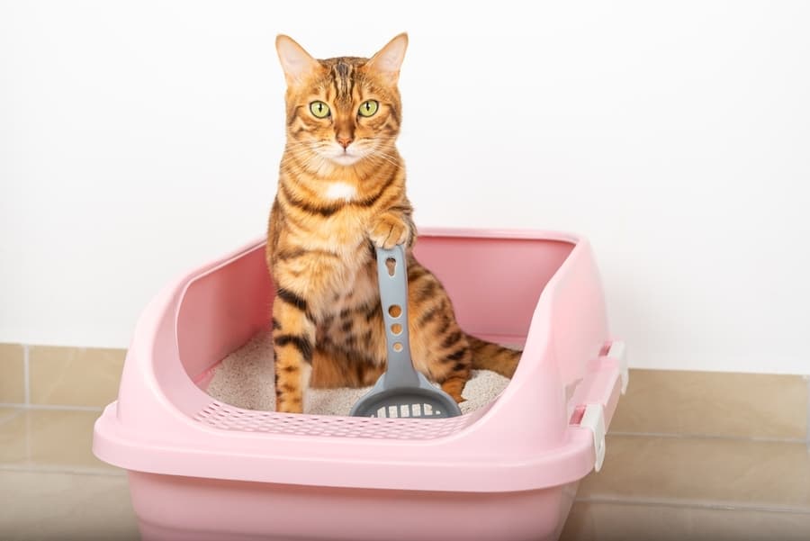 A Cute Red Cat Sits In A Pink Tray And Holds A Scoop With Its Paw.