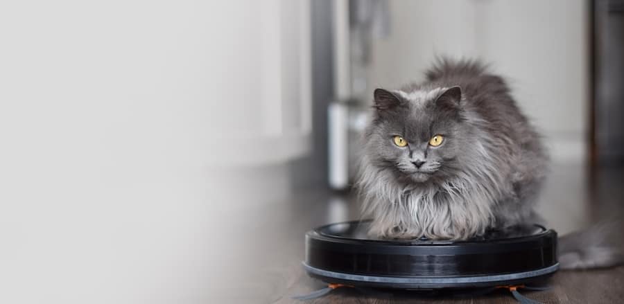 Fluffy Grey Cat Sitting On Top Of Robot Vaccum Cleaner