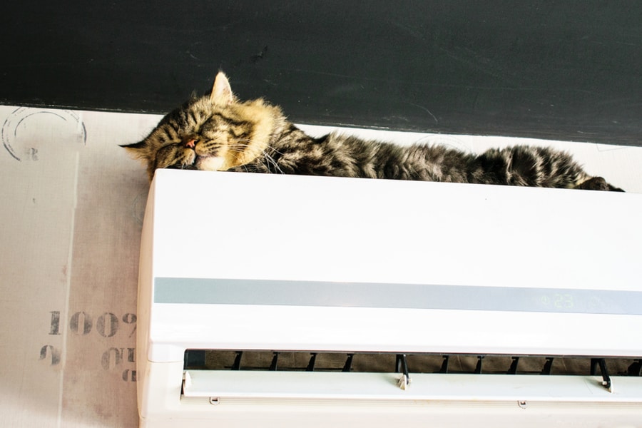 Maine Coon Cat Is Sleeping On The Air Conditioner.