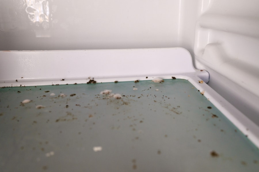 Mold Moss Fungus Contaminated Freezer