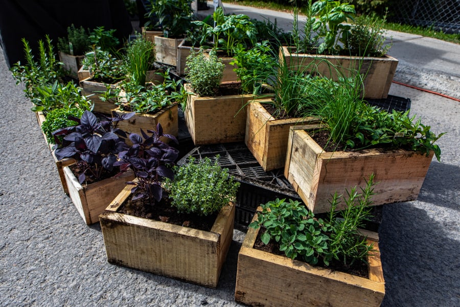 Organic Produce Sold At Farmer's Market. A High Angle View Of Rustic Wooden Planters Filled With A Variety Of Fresh Herbs And Edible Plants Displayed At An Open Air Agricultural Fair For Local Farmers
