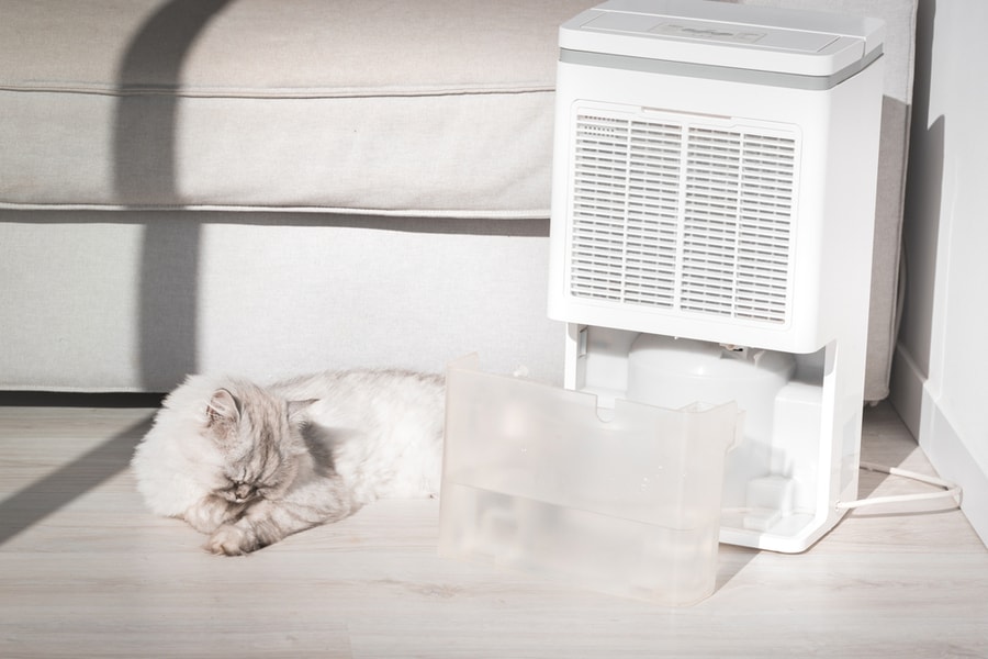 Cat Lying On The Floor Next To Air Dehumidifier, Humidity Indicator Or Water Container