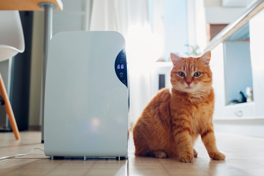 Dehumidifier With Touch Panel, Humidity Indicator, Uv Lamp, Air Ionizer, Water Container Works At Home While Cat Sitting By It On Kitchen.