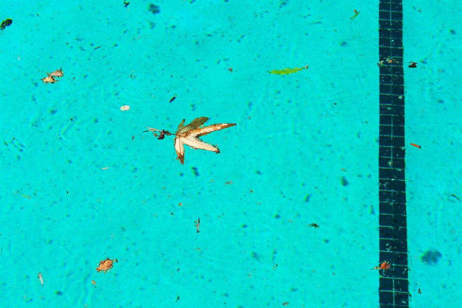 Fallen Leaves Floating On The Surface Of Outdoor Swimming Pool Water.