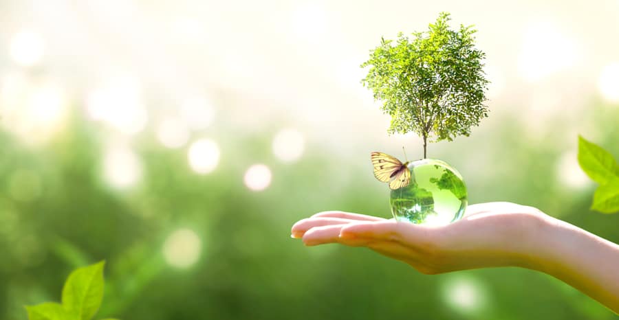 Earth Crystal Glass Globe Ball And Growing Tree In Human Hand And Flying Yellow Butterfly