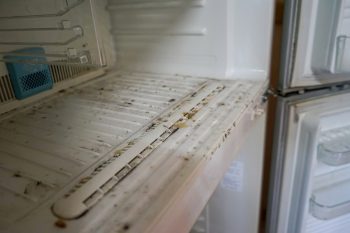 How To Prevent Mold In A Refrigerator