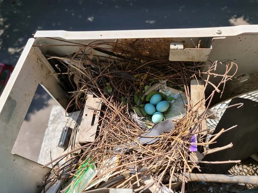 Removing A Bird’s Nest From Your Ac