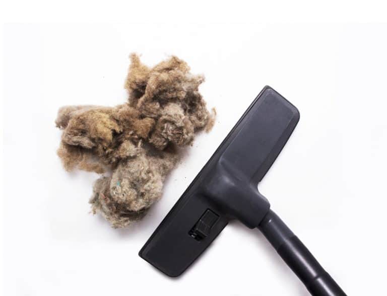 Why Is My Vacuum Spitting Out Dirt? ApplianceTeacher